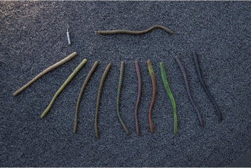 Berkley PowerBait MaxScent D-Worm