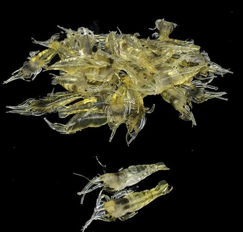10 Pcs Soft Shrimp Bait Fishing Gear Simulation Fake Bait Grass Shrimp Lures Cost-Effective Convenient Soft Lures, Baits and Attractants（4cm）
