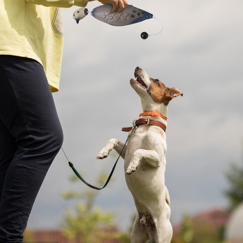 SYWAN Duck Pheasant Dove Dog Training, Dove Dummy for Dog Training Dummy Bumper Retriever Training Floating De-ad Bird Fowl Trainer Hunting Retriever Dog Training Accessories