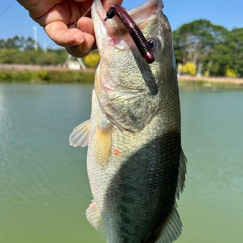 Weedless-Weighted-Wacky-Rig-Hooks-for-Bass-Fishing-Wide-Gap-Worm-Hook-Jig-Heads 10 Pack (1/8oz (3.5g)-10 Pack, 2/0 Hooks)