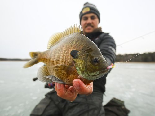 Northland Tackle Rigged Tungsten Pin Fry Ice Fishing Jig with Minnow Fry Body, 2 Pre-Rigged Jig Heads & 3 Extra Ice Fishing Plastics, Tungsten Jig Heads for Panfish, 1/16 Oz, Tiger Beetle