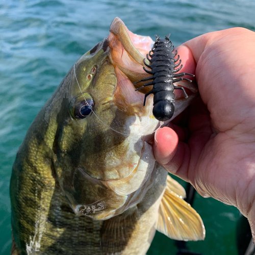 Great Lakes Finesse Juicy Hellgrammite - Matte Black - 2.4"