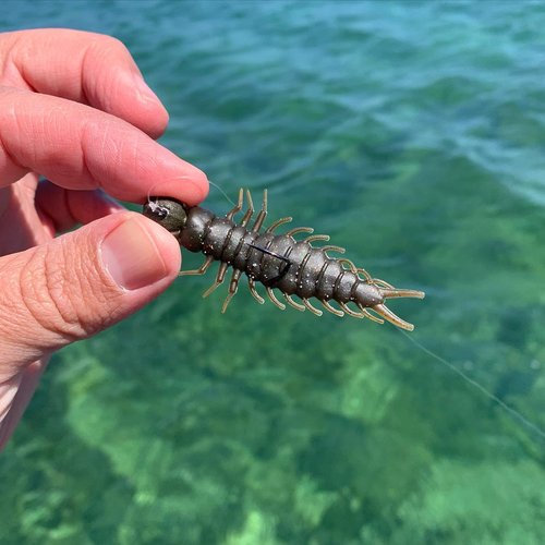 Great Lakes Finesse Juicy Hellgrammite - Matte Black - 2.4"