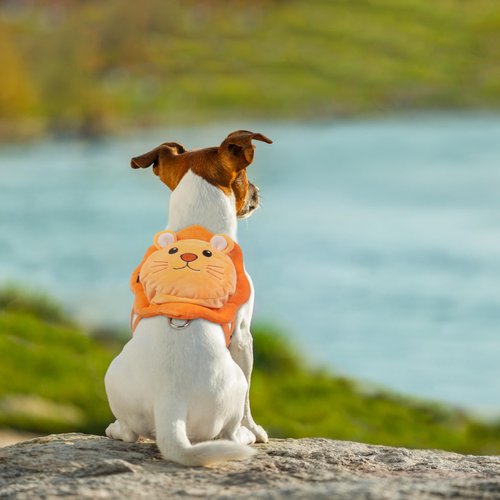 PUMYPOREITY Puppy Backpack Harness - Adjustable Small Dog Bookbag for Walking and Hiking - Portable Travel Backpack, Orange