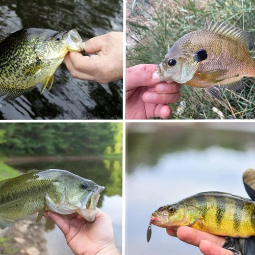 Fish Corner Crappie Jigs Underspin Jig Heads 3D Eyes Crappie Jig Heads Fishing Jig Heads for Crappie Bluegill 10 Packs 1/32oz