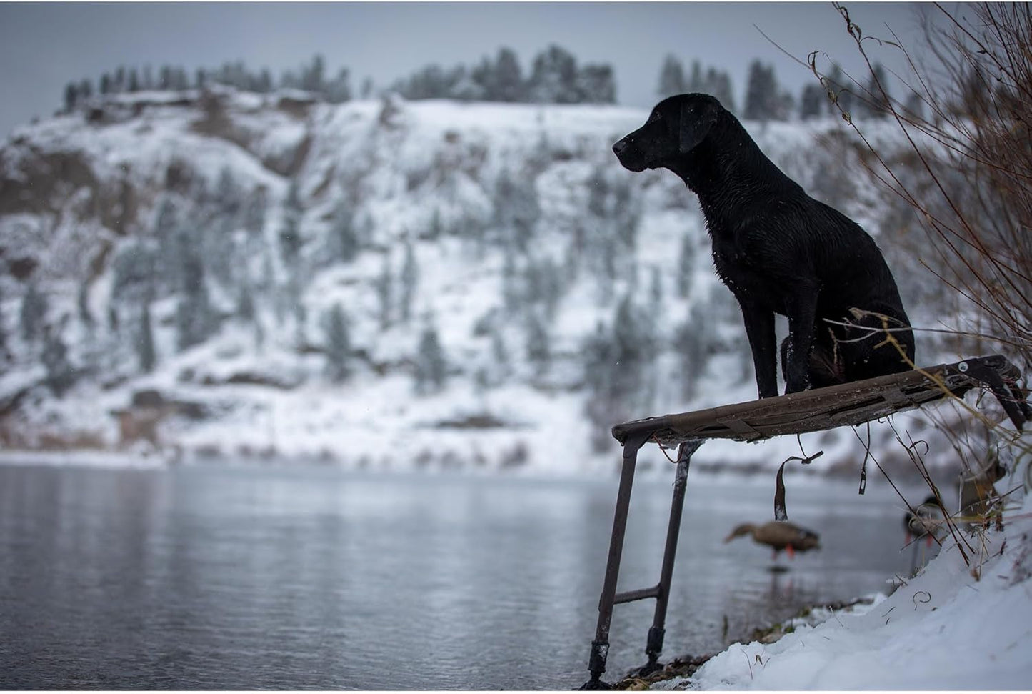 Momarsh Final Stand Dog Adjustable Training Platform | Hunting Stand | Elevated Pet System for Place, Agility & Steadiness | Waterfowl Duck Trainer System | Mesh Bottom, Mud Feet | 150 lb Capacity