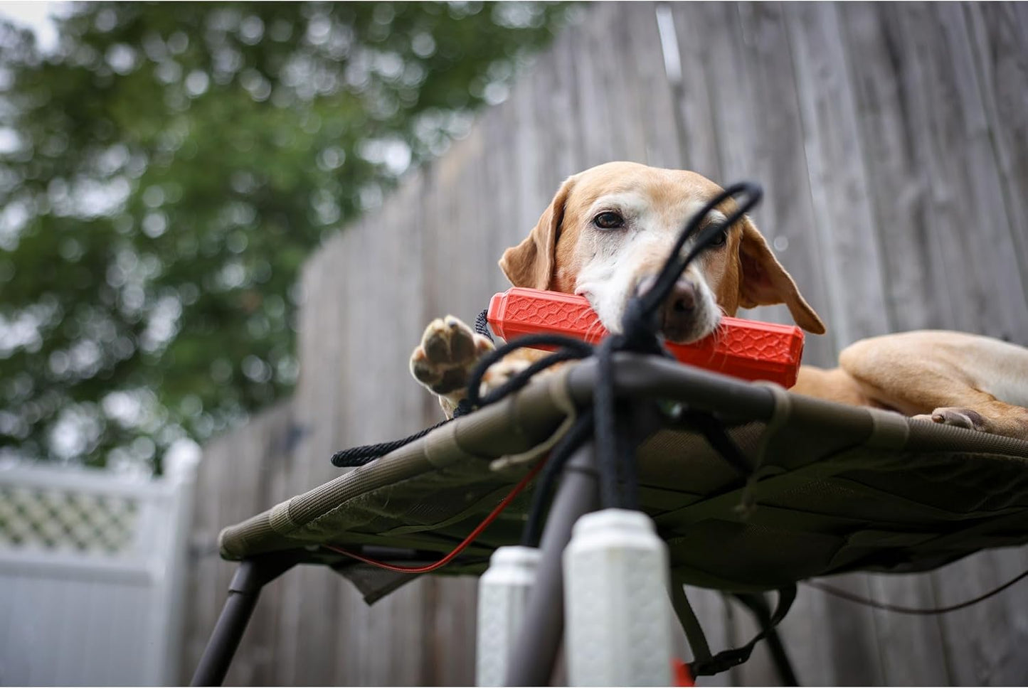 Momarsh Final Stand Dog Adjustable Training Platform | Hunting Stand | Elevated Pet System for Place, Agility & Steadiness | Waterfowl Duck Trainer System | Mesh Bottom, Mud Feet | 150 lb Capacity