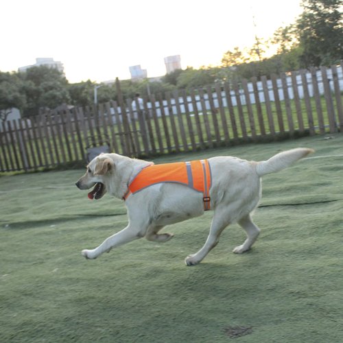Dog Reflective Safety Vest High Visibility with Buckle for Walking Running Hiking to Keep Dogs Visible Safe from Cars and Hunting Accidents Orange Medium