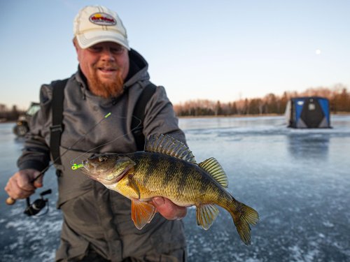 Northland Tackle Rigged Tungsten Pin Fry Ice Fishing Jig with Minnow Fry Body, 2 Pre-Rigged Jig Heads & 3 Extra Ice Fishing Plastics, Tungsten Jig Heads for Panfish, 1/16 Oz, Tiger Beetle