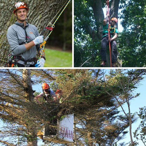 Tree Climbing Gear, Tree Climbing Spikes with Adjustable Climbing Straps and Steel Core Flip Line, Tree Climbing Kit with Triple Lock Lanyard Adjuster, Tree Climbing Equipment for Tree Work