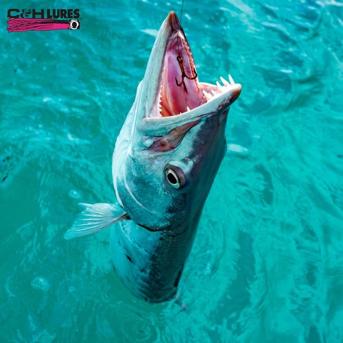C&H Lures, King Buster Kingfish Pro-Rig, 1/8 oz Head, White/Blue Mylar Skirt, Two #4 4X Treble Hooks, Swivel, Stainless Steel Single Strand Leader Wire, 3 ft