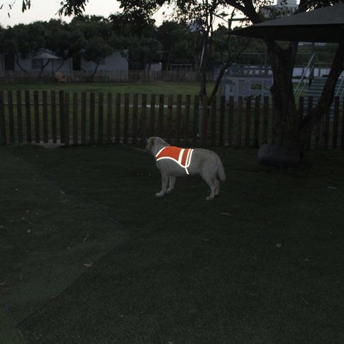 Dog Reflective Safety Vest High Visibility with Buckle for Walking Running Hiking to Keep Dogs Visible Safe from Cars and Hunting Accidents Orange Medium