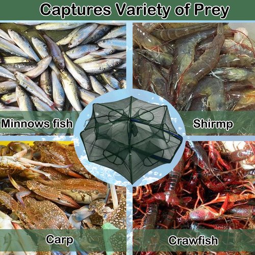 Leukate Collapsible Fishing Bait Minnow Trap - Durable Fish Trap Net for Minnow, Crab, Crayfish, Shrimp Fish Trap Net - Designed for Minnows and Beyond (Blue, 6-Hole-1Pic)