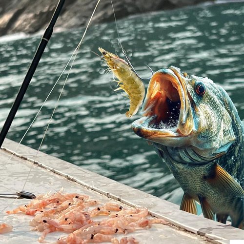 Xuvrir Fishing Hooks-Live Shrimp Hook,Bait Holder Hooks,Fishing Lures Saltwater Freshwater,2/3/4 Catfish Bass Fishing Gear Lure