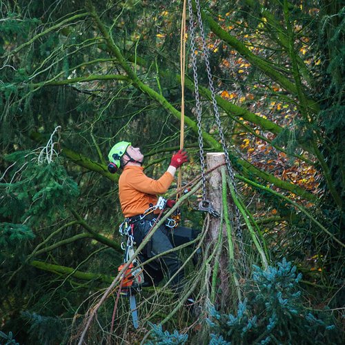 Tree Climbing Gear, Tree Climbing Spikes with Adjustable Climbing Straps and Steel Core Flip Line, Tree Climbing Kit with Triple Lock Lanyard Adjuster, Tree Climbing Equipment for Tree Work