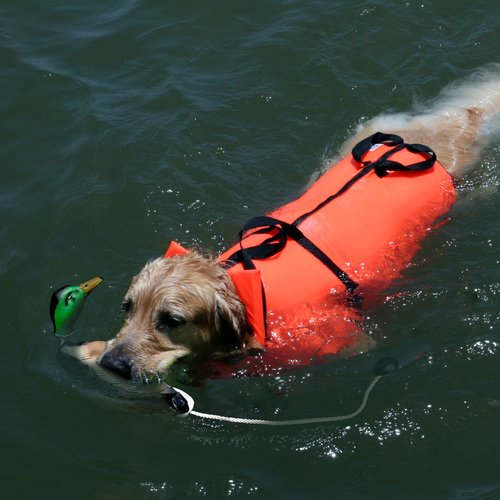 AUSCAMOTEK Duck Dummy Bumper – 2 Pieces Waterfowl Hunting Dog Training Tool for Retrievers, Realistic Mallard Design, Scent-Injectable