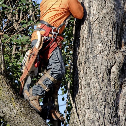 Gdsinstna Tree Climbing Spikes, Tree Climbing Equipment,Tree Climbing Gear,for Climbers, Fruit Picking