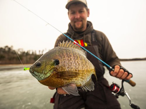 Northland Tackle Rigged Tungsten Pin Fry Ice Fishing Jig with Minnow Fry Body, 2 Pre-Rigged Jig Heads & 3 Extra Ice Fishing Plastics, Tungsten Jig Heads for Panfish, 1/16 Oz, Tiger Beetle