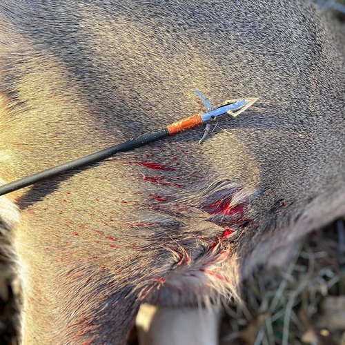 Bloodsport Gravedigger 4-Blade Hunting Hybrid Mechanical Broadhead with Cut-on-Contact Tip - 100 Grains | 1" Fixed 1.75" Mechanical Cutting Diameter | 3 Pack